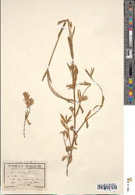 spécimen de Silene vespertina