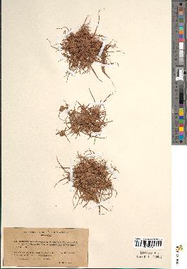 spécimen de Scirpus michelianus