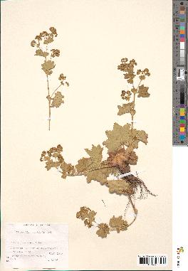 spécimen de Alchemilla acutiloba