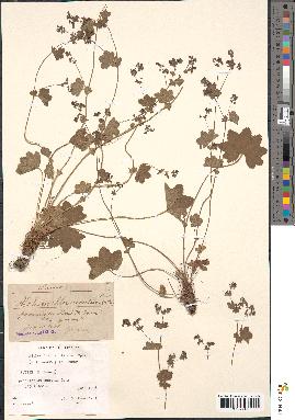 spécimen de Alchemilla acutiloba