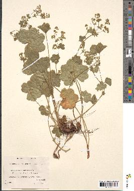 spécimen de Alchemilla filicaulis