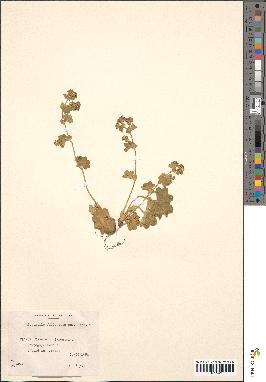 spécimen de Alchemilla filicaulis