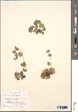 spécimen de Alchemilla filicaulis