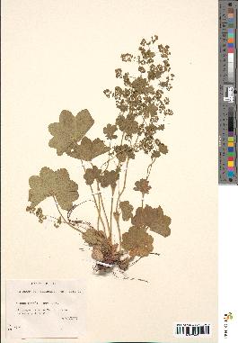 spécimen de Alchemilla filicaulis