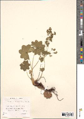 spécimen de Alchemilla filicaulis