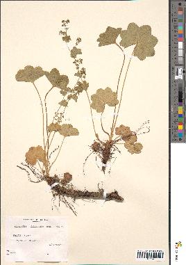 spécimen de Alchemilla filicaulis