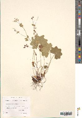 spécimen de Alchemilla filicaulis