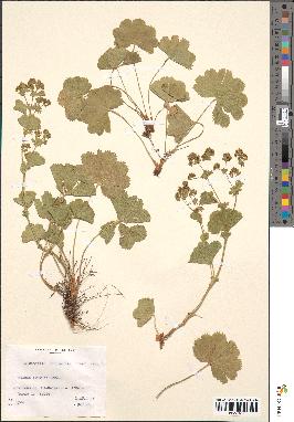 spécimen de Alchemilla filicaulis