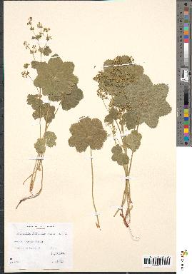 spécimen de Alchemilla filicaulis