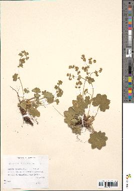 spécimen de Alchemilla filicaulis