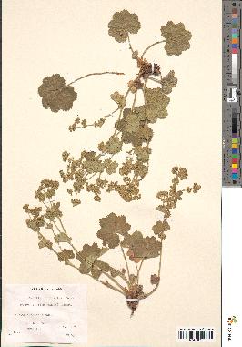 spécimen de Alchemilla filicaulis