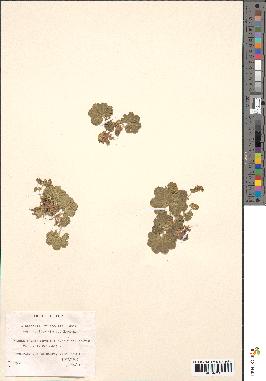 spécimen de Alchemilla filicaulis