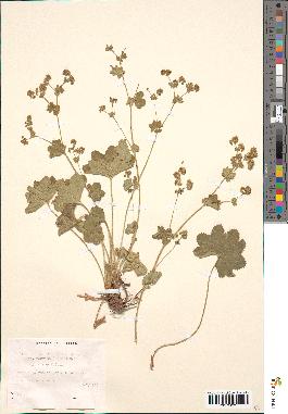 spécimen de Alchemilla filicaulis