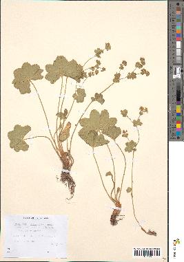 spécimen de Alchemilla filicaulis