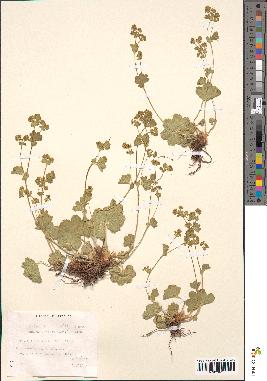 spécimen de Alchemilla filicaulis