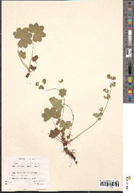 spécimen de Alchemilla filicaulis