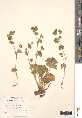 spécimen de Alchemilla filicaulis