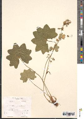 spécimen de Alchemilla glabra