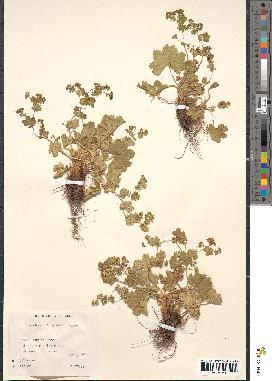 spécimen de Alchemilla glabra