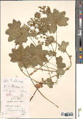 spécimen de Alchemilla glabra