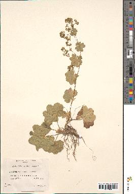 spécimen de Alchemilla glabra