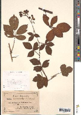 spécimen de Rubus divaricatus