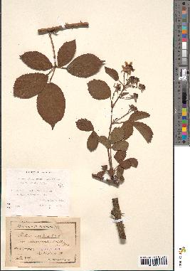 spécimen de Rubus divaricatus