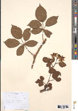 spécimen de Rubus divaricatus