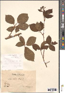 spécimen de Rubus divaricatus