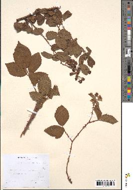 spécimen de Rubus divaricatus