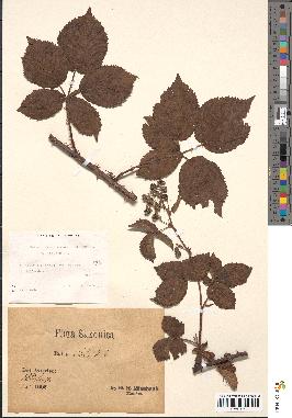 spécimen de Rubus divaricatus