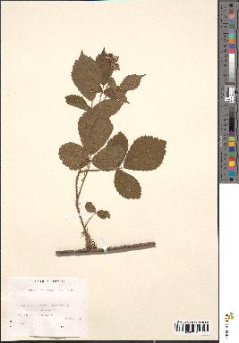 spécimen de Rubus foliosus