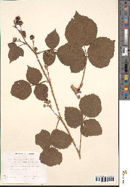 spécimen de Rubus foliosus