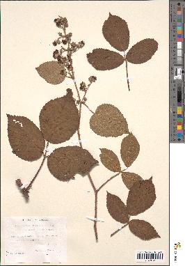 spécimen de Rubus foliosus