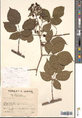 spécimen de Rubus foliosus