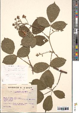 spécimen de Rubus foliosus