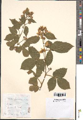 spécimen de Rubus fuscus