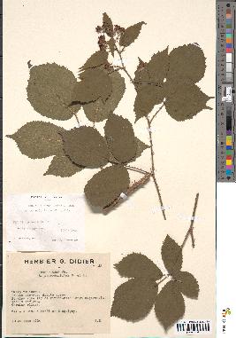 spécimen de Rubus fuscus