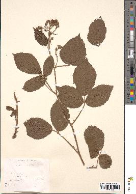 spécimen de Rubus glandulosus