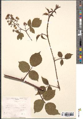 spécimen de Rubus glandulosus