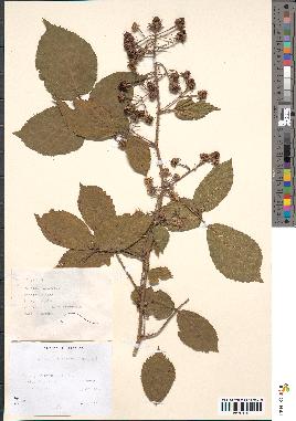 spécimen de Rubus glandulosus