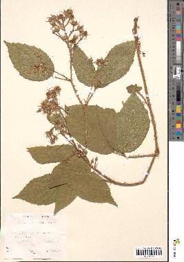 spécimen de Rubus glandulosus