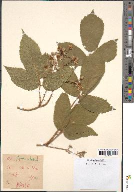 spécimen de Rubus glandulosus