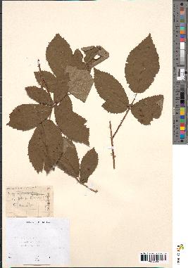 spécimen de Rubus godronii