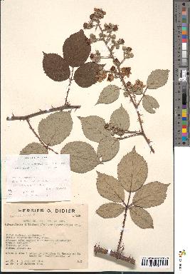 spécimen de Rubus godronii