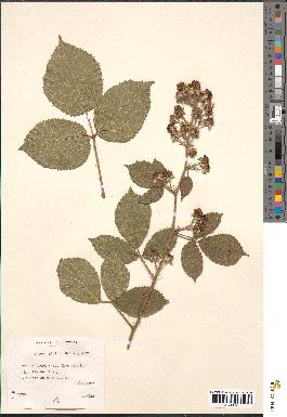 spécimen de Rubus hirtus