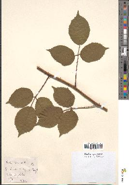 spécimen de Rubus hirtus