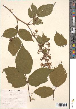 spécimen de Rubus hirtus