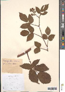 spécimen de Rubus hirtus