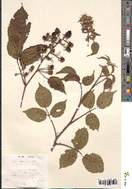 spécimen de Rubus hirtus